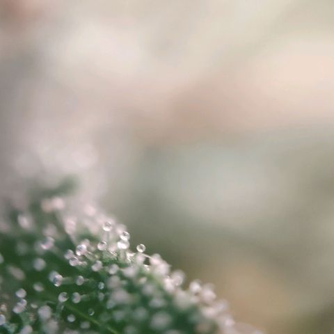 Fast Buds Banana Purple Punch  growlog timeline photo
