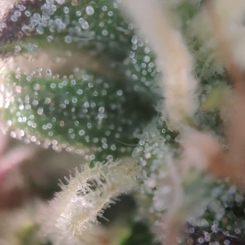 Fast Buds Banana Purple Punch  growlog timeline photo
