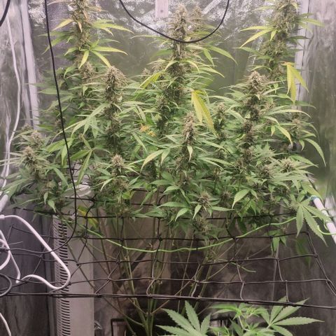Fast Buds Banana Purple Punch  growlog timeline photo