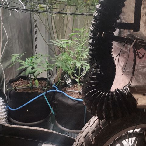 Fast Buds Banana Purple Punch  growlog timeline photo