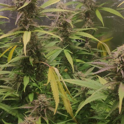 Fast Buds Banana Purple Punch  growlog timeline photo