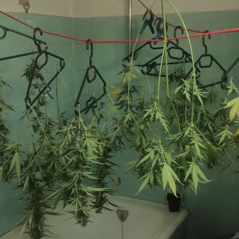 Fast Buds Banana Purple Punch  growlog timeline photo
