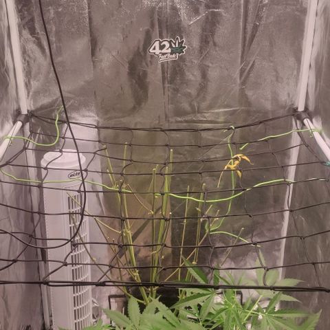 Fast Buds Banana Purple Punch  growlog timeline photo