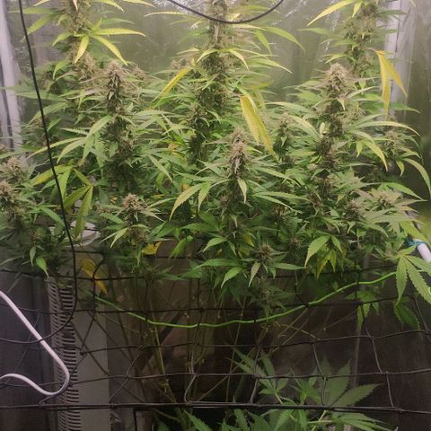 Fast Buds Banana Purple Punch  growlog timeline photo