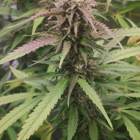 Fast Buds Banana Purple Punch  growlog timeline photo