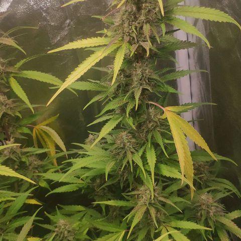 Fast Buds Banana Purple Punch  growlog timeline photo
