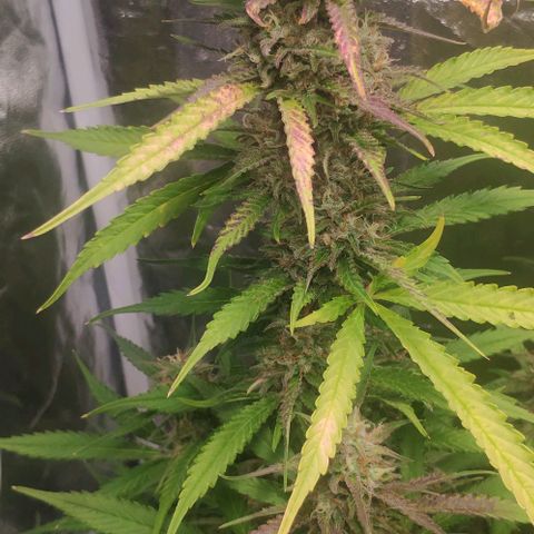 Fast Buds Banana Purple Punch  growlog timeline photo