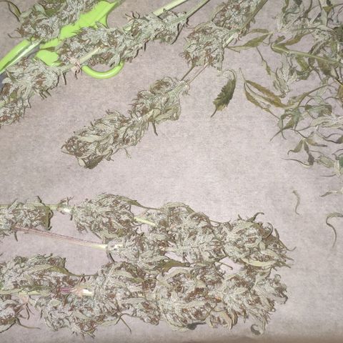 Fast Buds Banana Purple Punch  growlog timeline photo