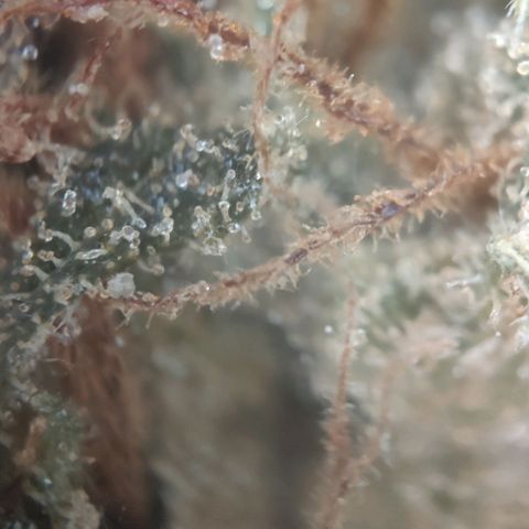 Fast Buds Banana Purple Punch  growlog timeline photo