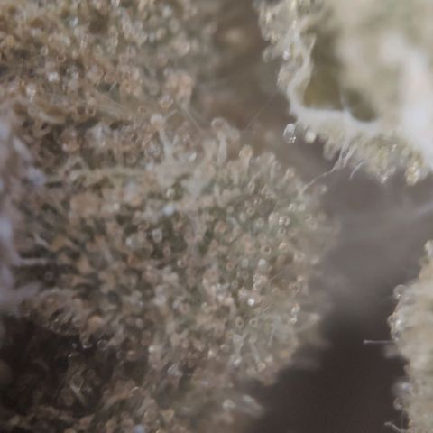 Fast Buds Banana Purple Punch  growlog timeline photo