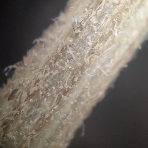 Fast Buds Banana Purple Punch  growlog timeline photo