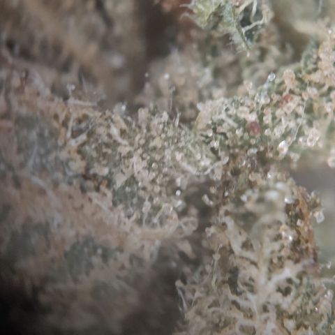 Fast Buds Banana Purple Punch  growlog timeline photo