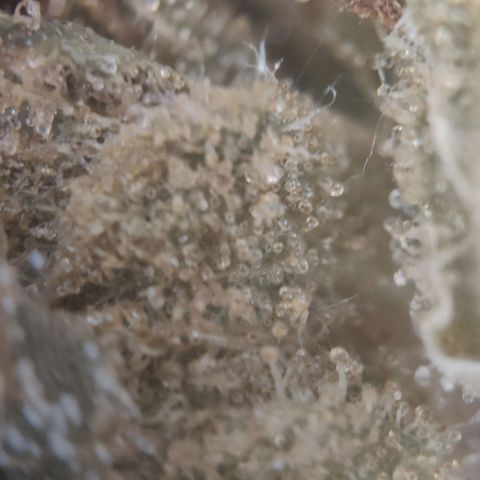 Fast Buds Banana Purple Punch  growlog timeline photo