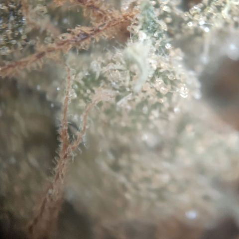 Fast Buds Banana Purple Punch  growlog timeline photo