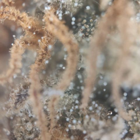 Fast Buds Banana Purple Punch  growlog timeline photo