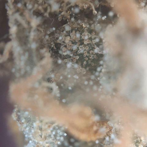 Fast Buds Banana Purple Punch  growlog timeline photo