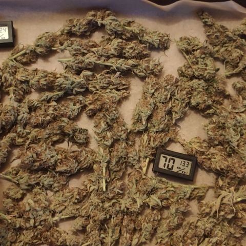 Fast Buds Banana Purple Punch  growlog timeline photo