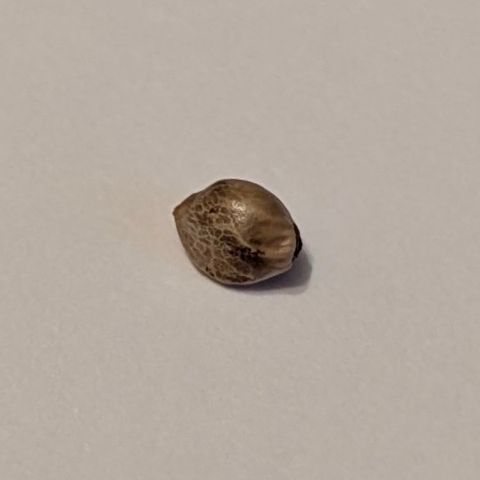 Royal Gorilla Automatic #2 growlog timeline photo