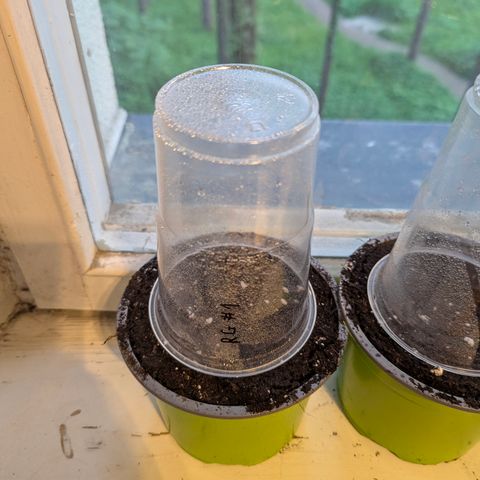 Royal Gorilla Automatic #1 growlog timeline photo