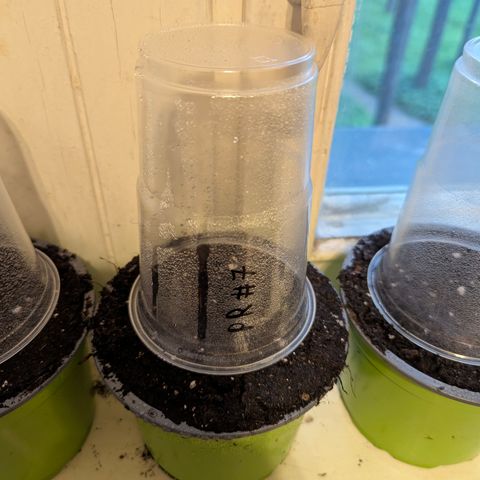 Pink Runtz Automatic #7 growlog timeline photo