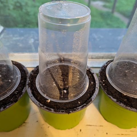 Royal Gorilla Automatic #2 growlog timeline photo
