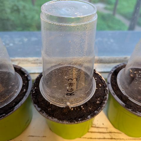 Royal Gorilla Automatic #3 growlog timeline photo