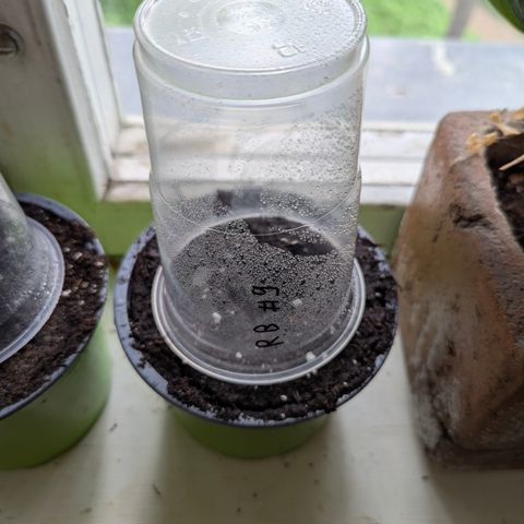 Royal Bluematic #9 growlog timeline photo