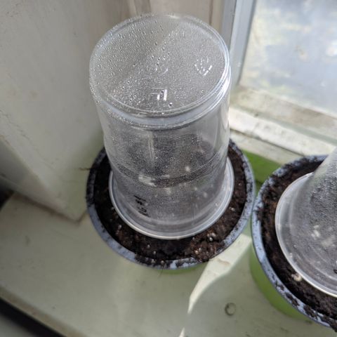 Royal Gorilla Automatic #1 growlog timeline photo