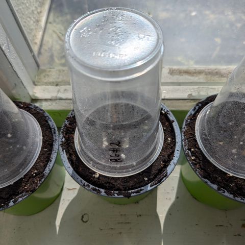 Royal Gorilla Automatic #2 growlog timeline photo