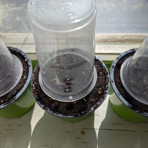 Royal Gorilla Automatic #3 growlog timeline photo