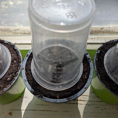 Purplematic CBD #4 growlog timeline photo