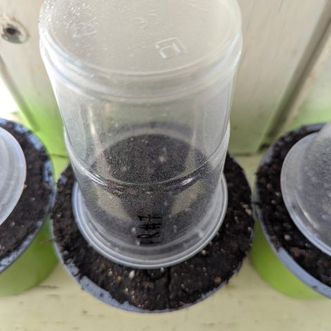 Pink Runtz Automatic #7 growlog timeline photo