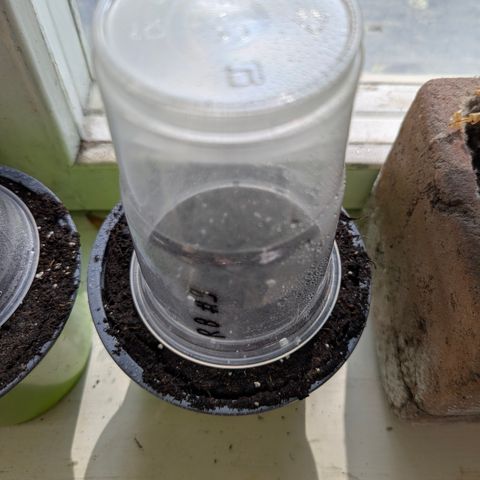 Royal Bluematic #9 growlog timeline photo