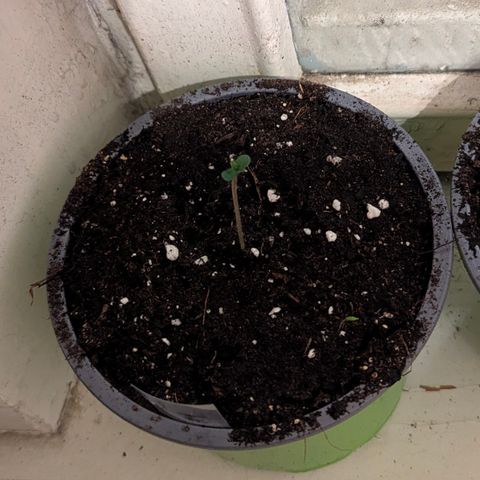 Royal Gorilla Automatic #1 growlog timeline photo