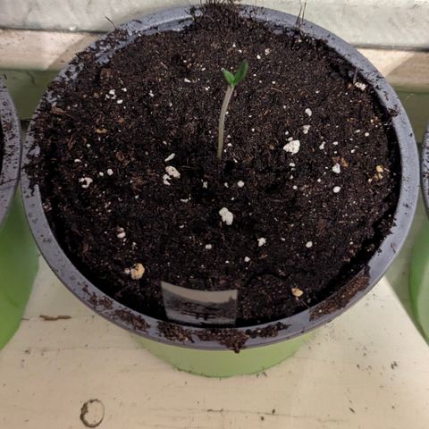 Royal Gorilla Automatic #2 growlog timeline photo