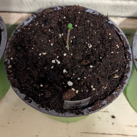 Royal Gorilla Automatic #3 growlog timeline photo