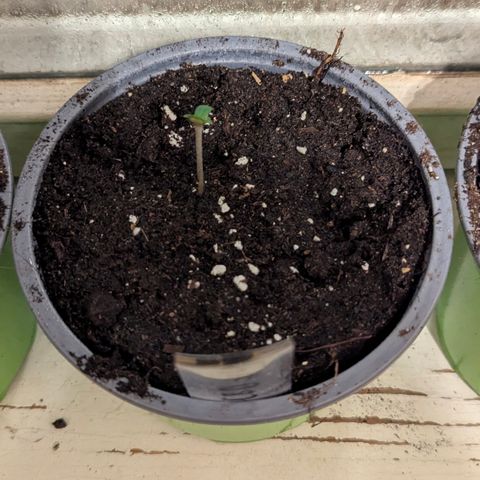 Purplematic CBD #4 growlog timeline photo