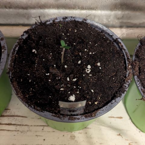 Green Gelato #5 growlog timeline photo