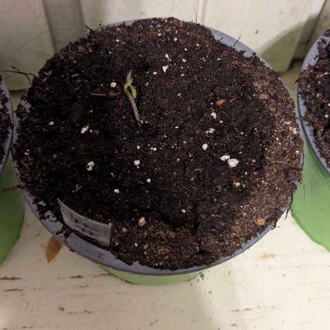 Pink Runtz Automatic #7 growlog timeline photo