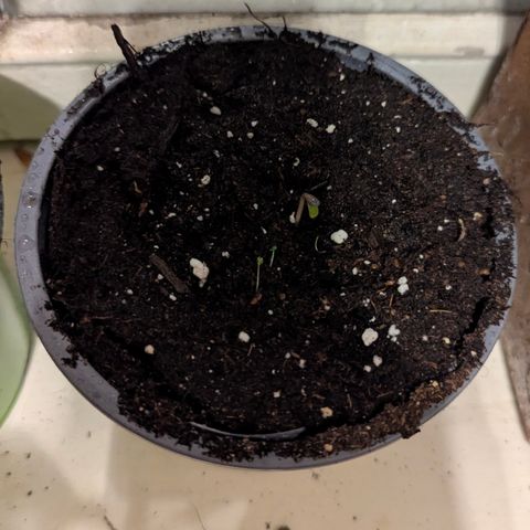 Royal Bluematic #9 growlog timeline photo