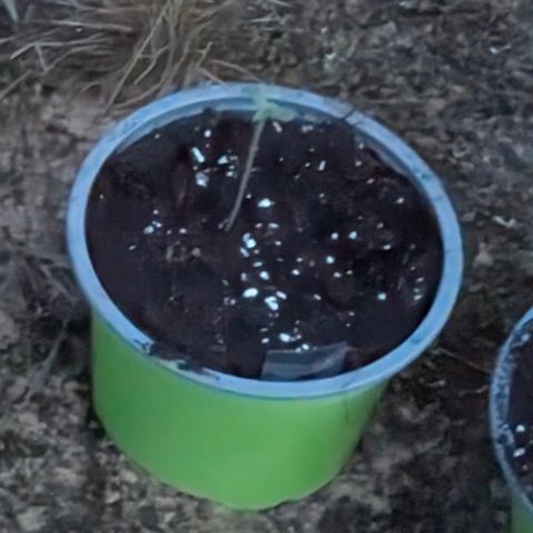 Purplematic CBD #4 growlog timeline photo