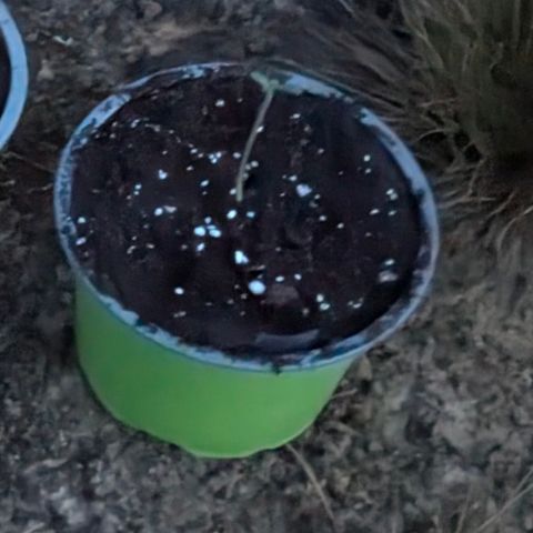 Royal Gorilla Automatic #3 growlog timeline photo