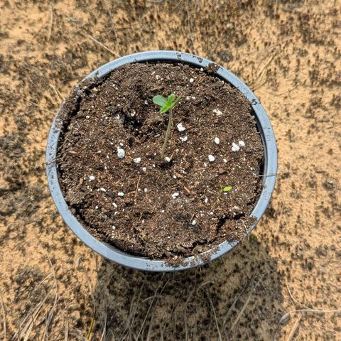 Royal Gorilla Automatic #1 growlog timeline photo