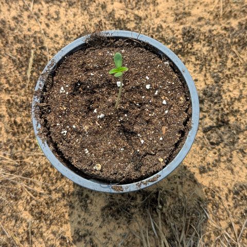 Royal Gorilla Automatic #2 growlog timeline photo