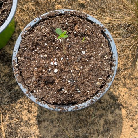 Royal Gorilla Automatic #3 growlog timeline photo