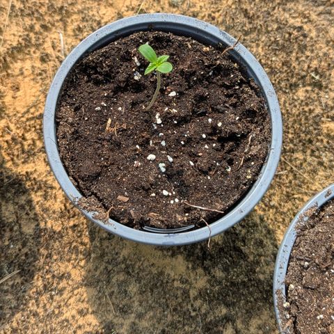 Purplematic CBD #4 growlog timeline photo