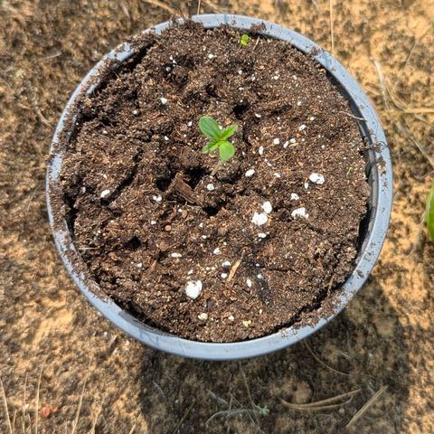 Green Gelato #5 growlog timeline photo