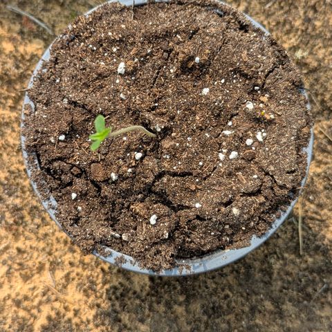 Pink Runtz Automatic #7 growlog timeline photo