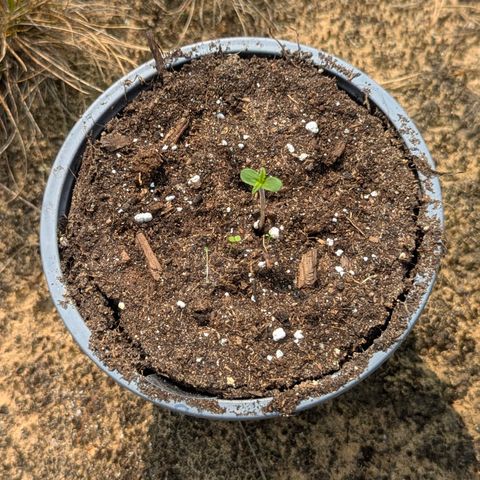 Royal Bluematic #9 growlog timeline photo