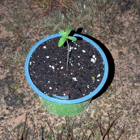 Royal Gorilla Automatic #1 growlog timeline photo